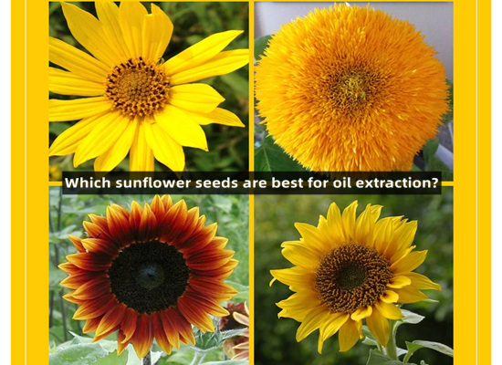 Which sunflower seeds are best for oil extraction?