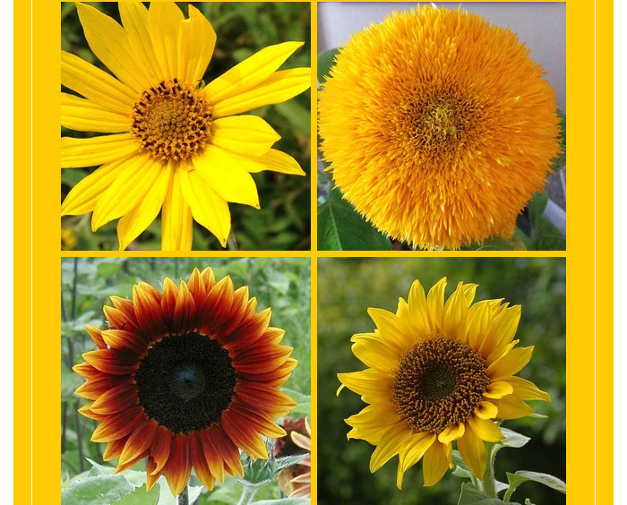 Different varieties of sunflower seeds