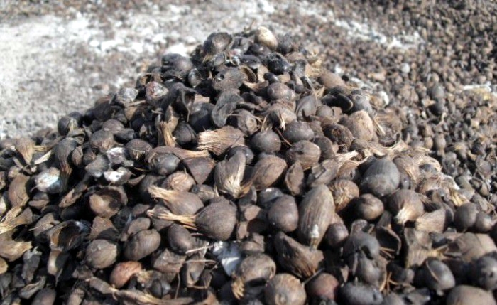 Palm nuts