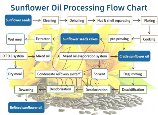 Sunflower oil processing plant: capacity, process, equipment and project planning guide