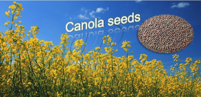 canola seed
