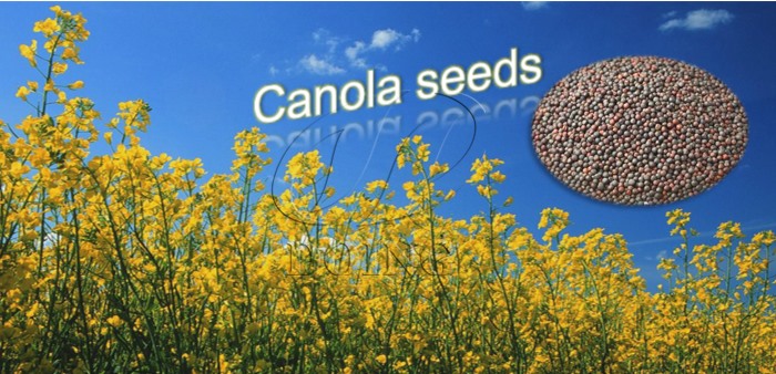 canola Seed
