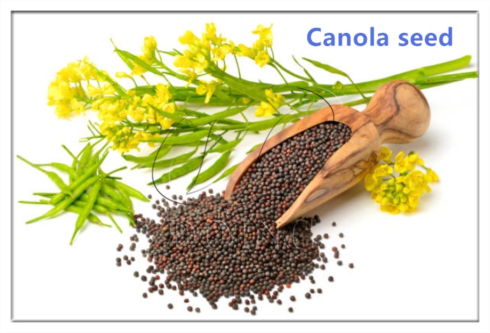 canola seed