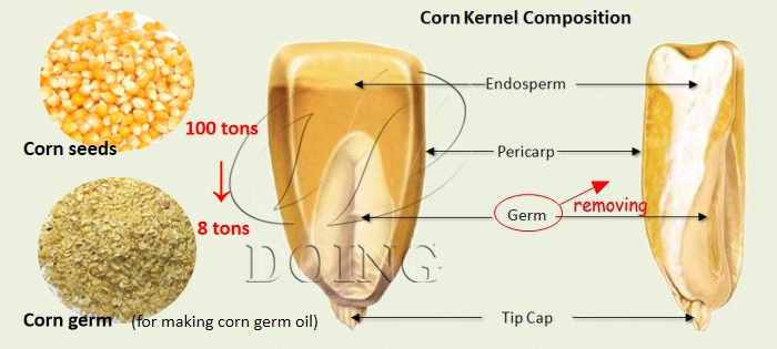 Corn germ