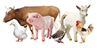 Animals