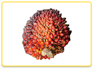 Palm Fruit Bunches