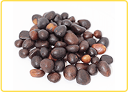 Palm Kernel