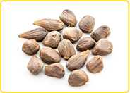 Noix de palme