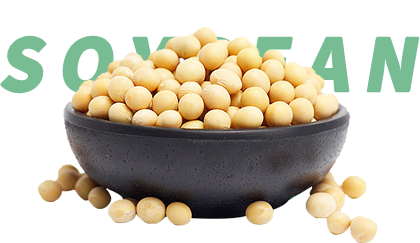 Soybean