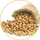 Soybean seeds