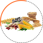 Oil Seeds