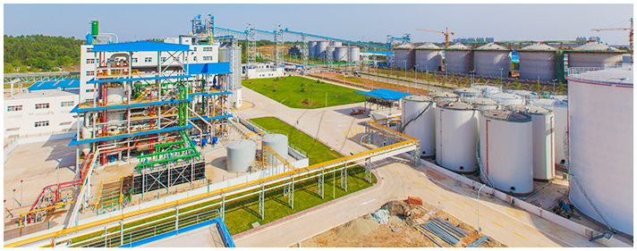 Sunflower oil project cases