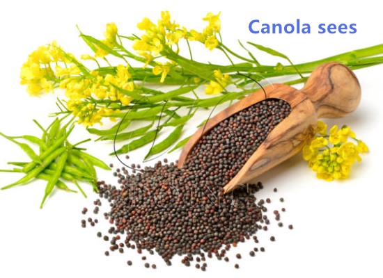 What is canola seeds? How to make canola oil in factory?