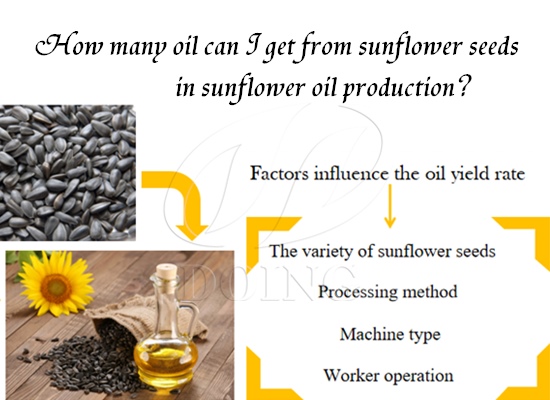 How many oil can I get from sunflower seeds in sunflower oil production?