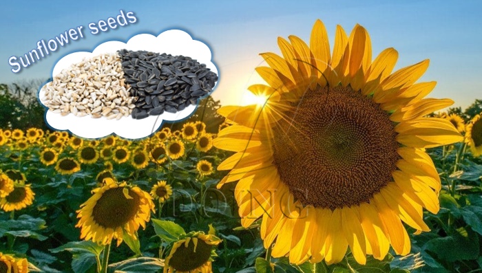 Sufficient sunflower seeds.jpg