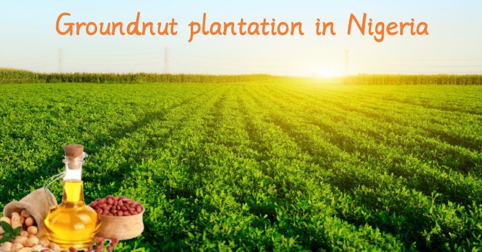 The groundnut plantation in Nigeria