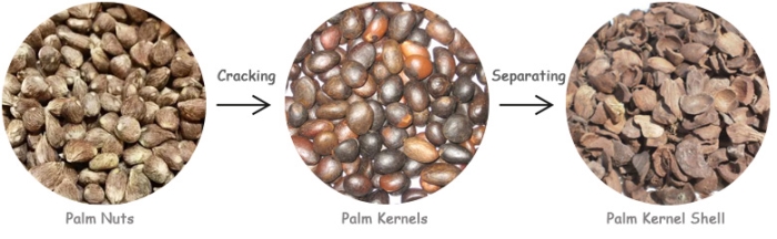 Palm Kernels.jpg