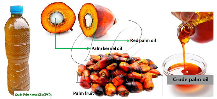 Palm oil and palm kernel oil.jpg