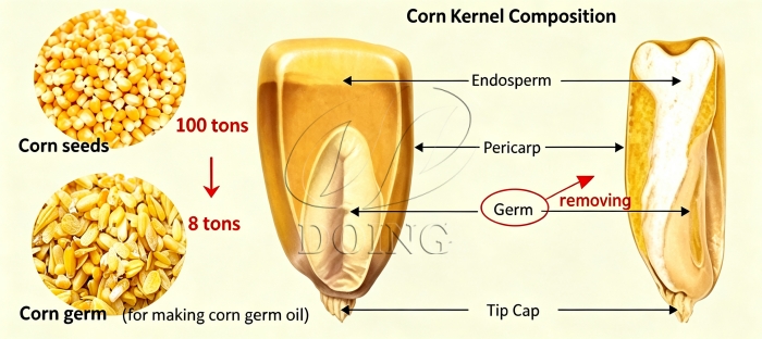 Corn germ