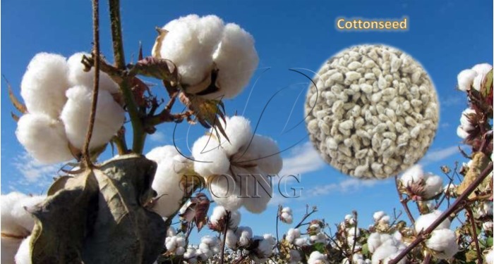 cottonseed
