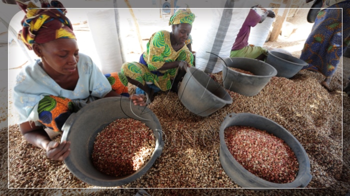 groundnut production in Africa