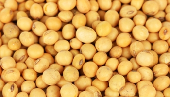 soybean