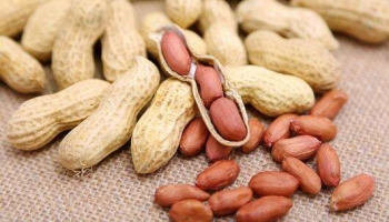 groundnut