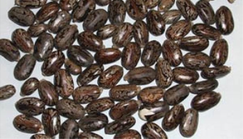 Castor seed