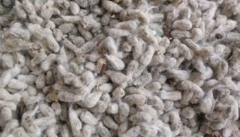 Cottonseed